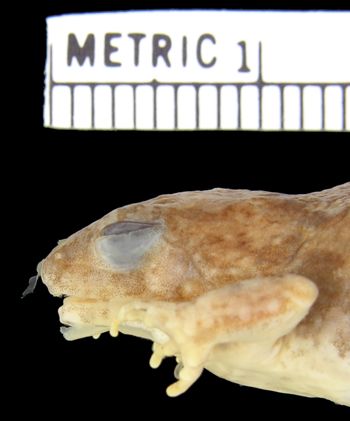 Media type: image; Herpetology A-27581